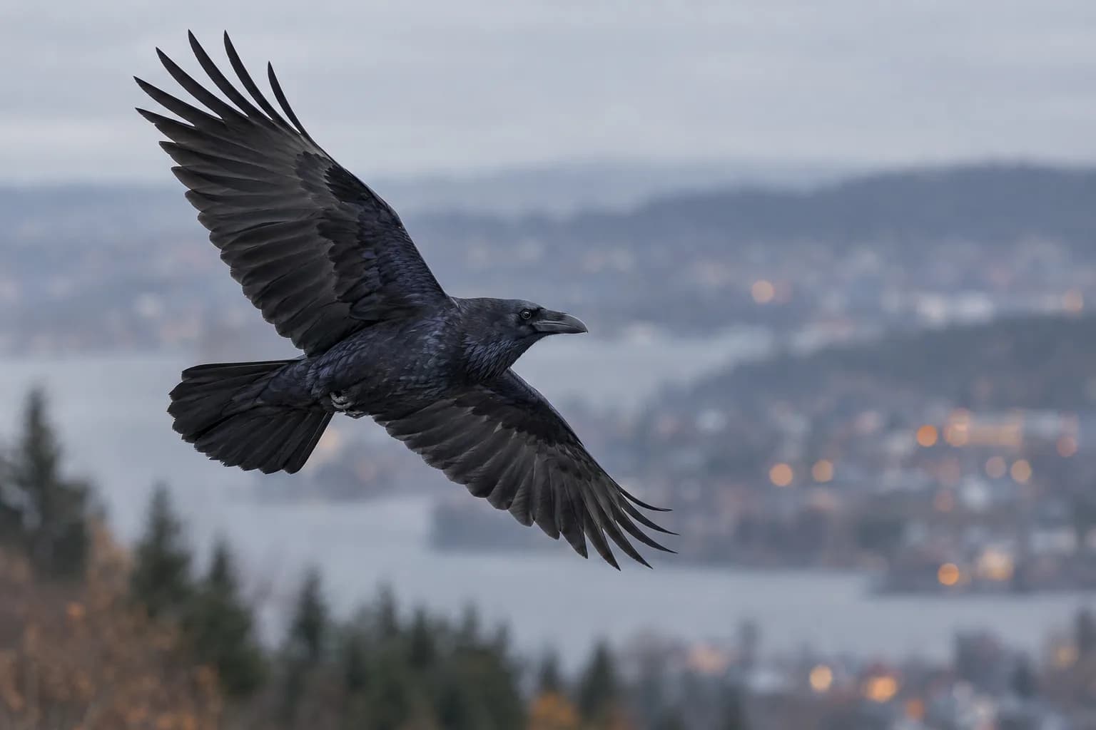 En korp i flykt med utbredda vingar, framför en suddig vy över Oslo och fjorden en grå hösteftermiddag